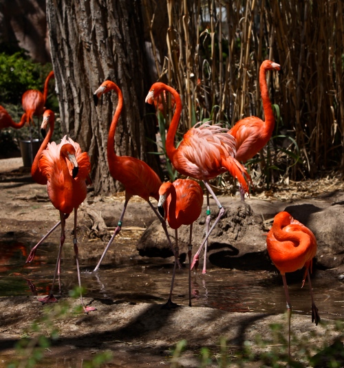 Caribbean Flamingos,