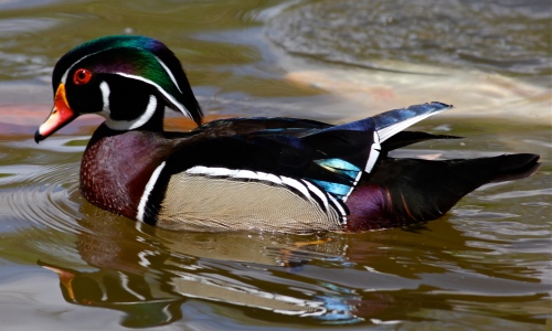 Male Wood Duck,