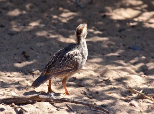 Gambel's Quail chick, fuzzy close-up.