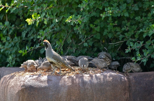 Gambel's Quail adults and chicks