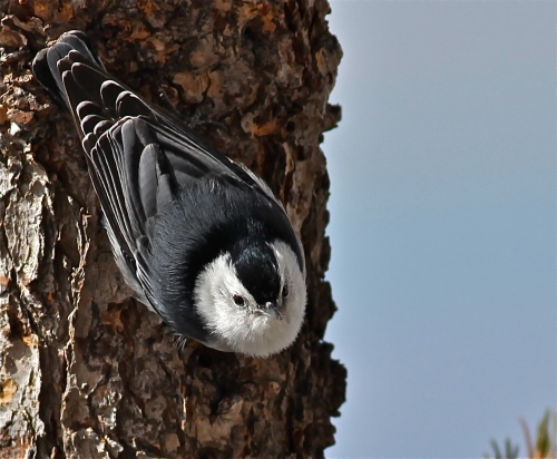 White-breasted Nuthatch, Sandia Crest New Mexico