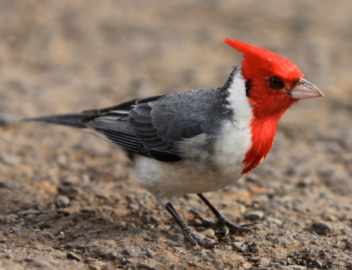 Red-crested Cardinal, Puu Hinahina Overlook