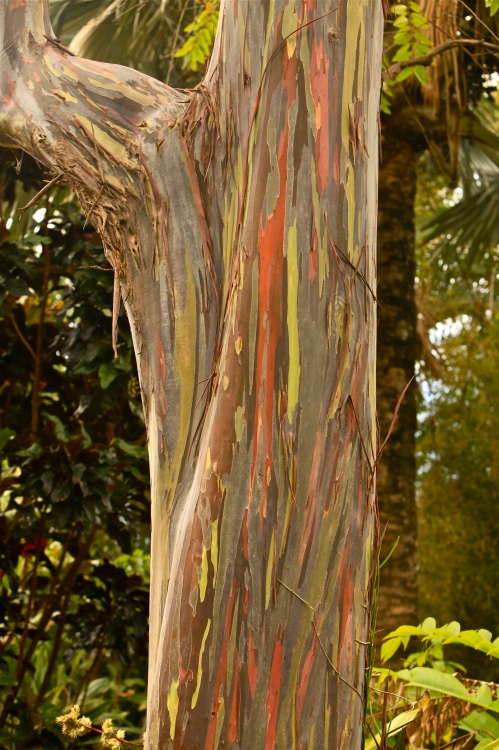 Mindinao Gum Tree, McBryde National Tropical Botanical Garden