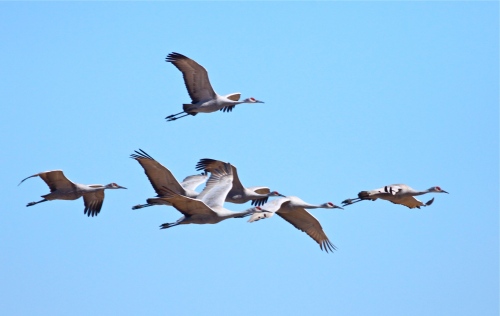 Sandhill Cranes, Rio Grande Nature Center